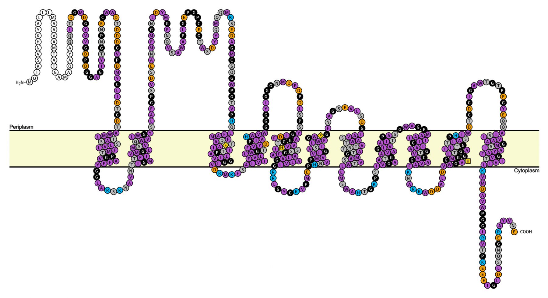 amt membrane topology