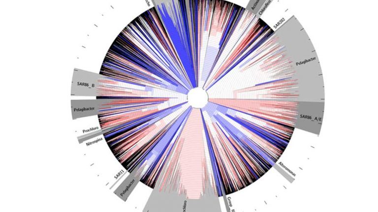 Transporter Function and Kinetics in Uncultivated Marine Microbes