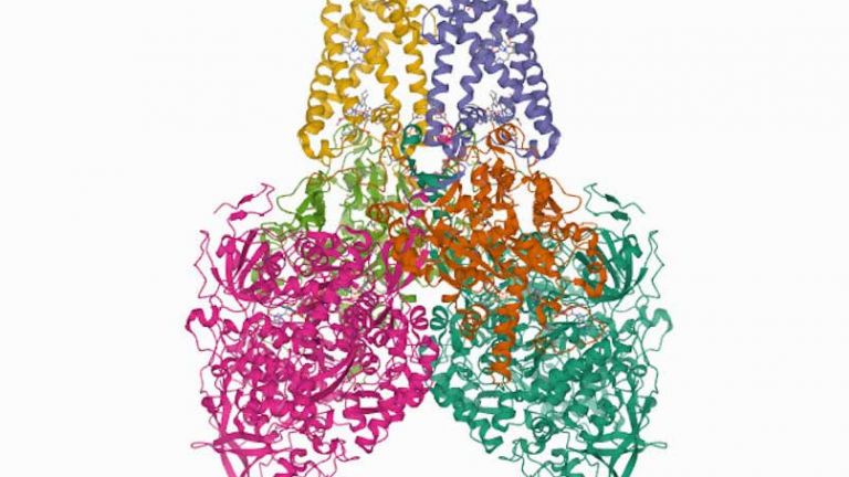 Metalloenzyme Distributions in Oxygen Minimum Zones