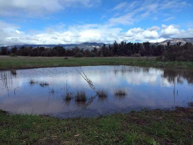 Ellwood mesa vernal pool. Credit: Brian Wolf