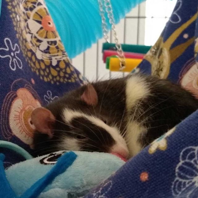 Photo of Django Bayer