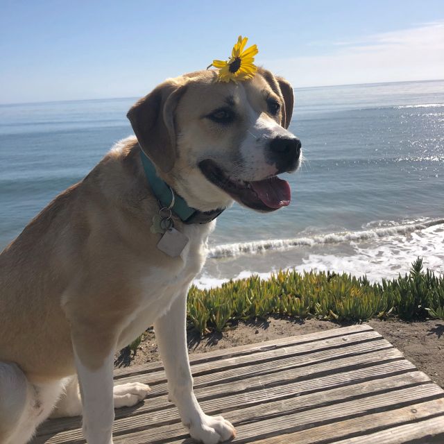 cali the dog with a flower
