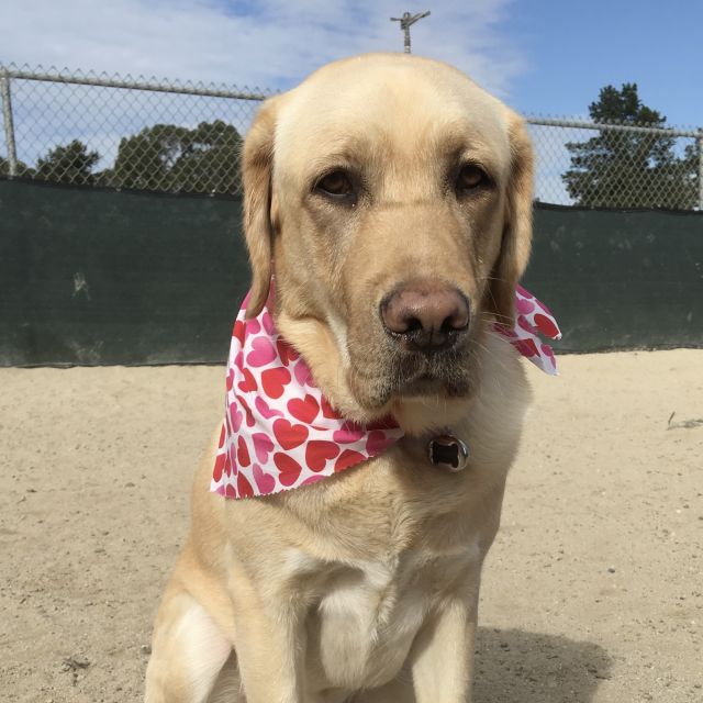 Snowy in a bandana decorated in hearts.